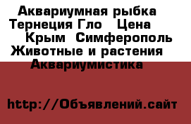 Аквариумная рыбка - Тернеция Гло › Цена ­ 165 - Крым, Симферополь Животные и растения » Аквариумистика   